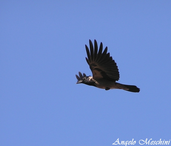 aquila forse Cornacchia di sicuro!